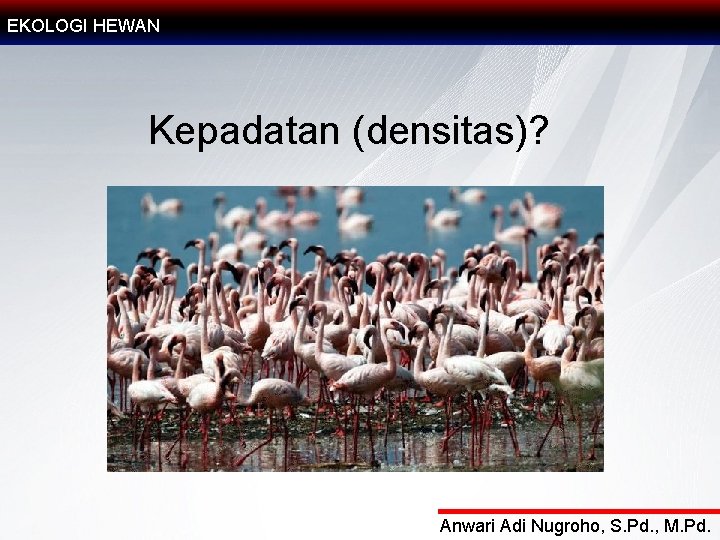 EKOLOGI HEWAN Kepadatan (densitas)? Anwari Adi Nugroho, S. Pd. , M. Pd. 