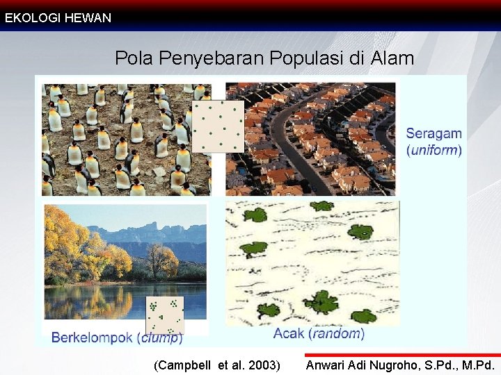 EKOLOGI HEWAN Pola Penyebaran Populasi di Alam (Campbell et al. 2003) Anwari Adi Nugroho,