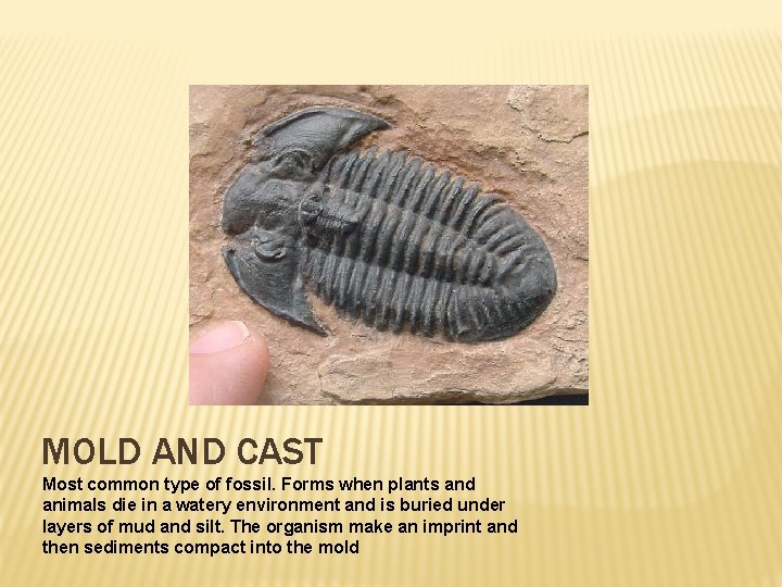 MOLD AND CAST Most common type of fossil. Forms when plants and animals die