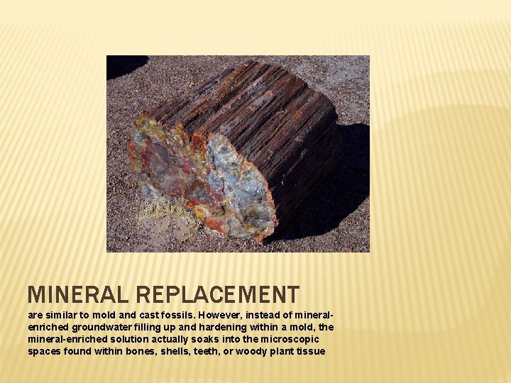 MINERAL REPLACEMENT are similar to mold and cast fossils. However, instead of mineralenriched groundwater