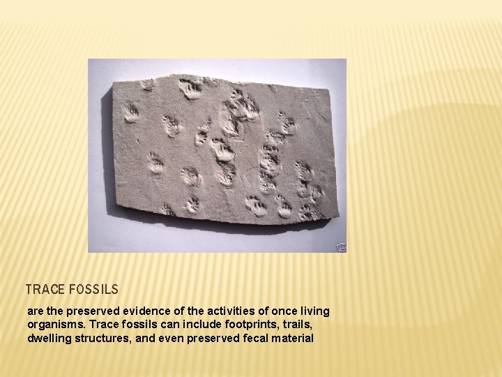 TRACE FOSSILS are the preserved evidence of the activities of once living organisms. Trace