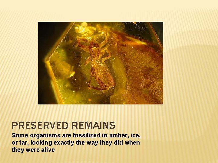 PRESERVED REMAINS Some organisms are fossilized in amber, ice, or tar, looking exactly the