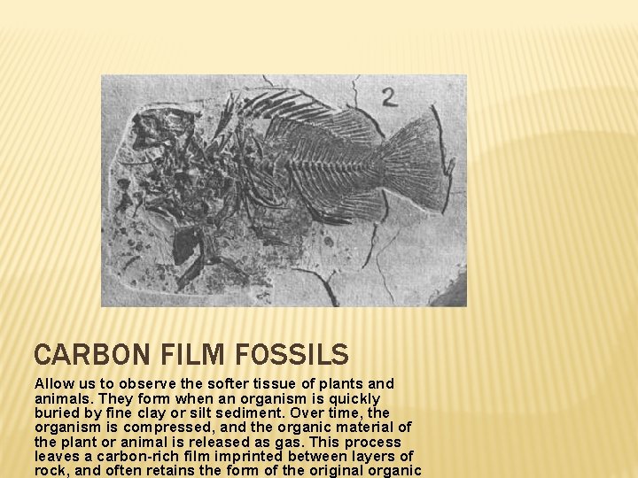 CARBON FILM FOSSILS Allow us to observe the softer tissue of plants and animals.
