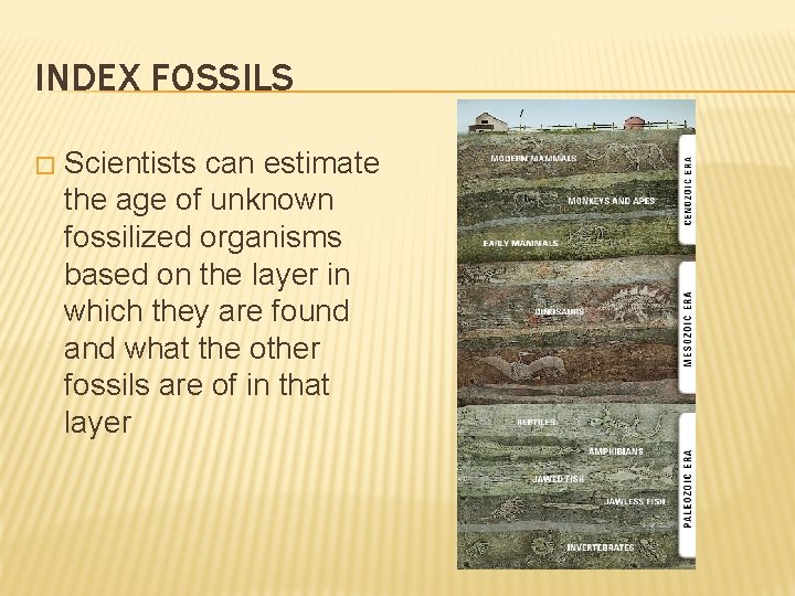 INDEX FOSSILS � Scientists can estimate the age of unknown fossilized organisms based on