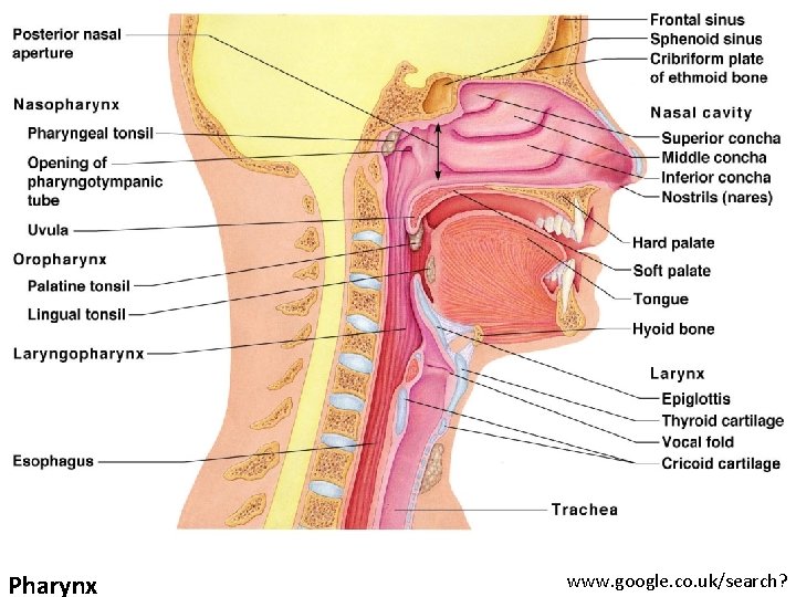 Pharynx www. google. co. uk/search? 