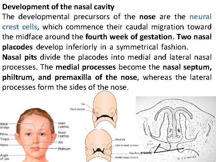 Development of the nasal cavity The developmental precursors of the nose are the neural