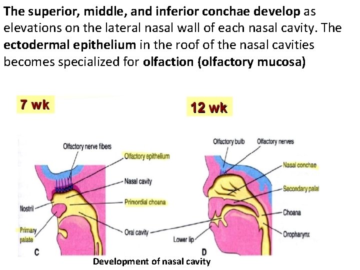 The superior, middle, and inferior conchae develop as elevations on the lateral nasal wall