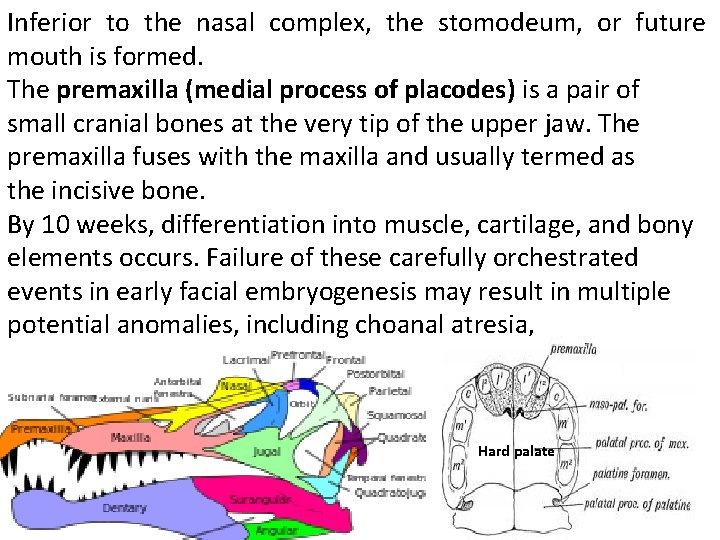 Inferior to the nasal complex, the stomodeum, or future mouth is formed. The premaxilla