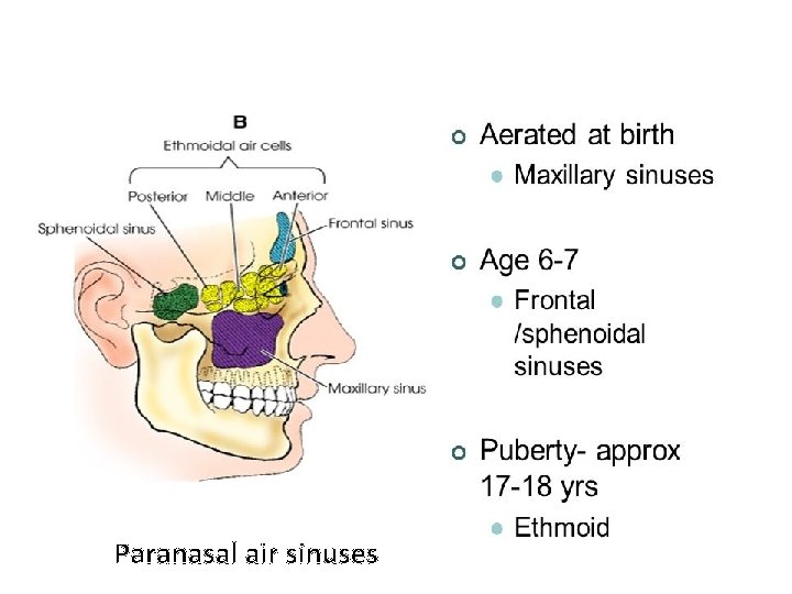 Paranasal air sinuses 