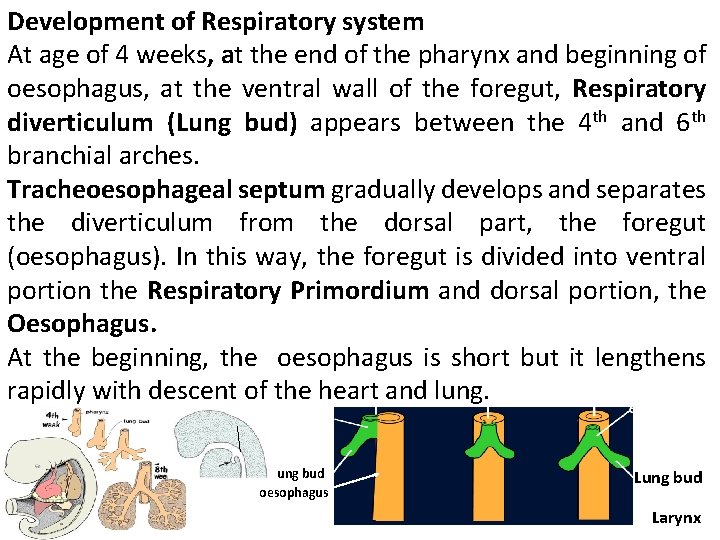 Development of Respiratory system At age of 4 weeks, at the end of the