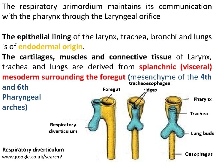 The respiratory primordium maintains its communication with the pharynx through the Laryngeal orifice The