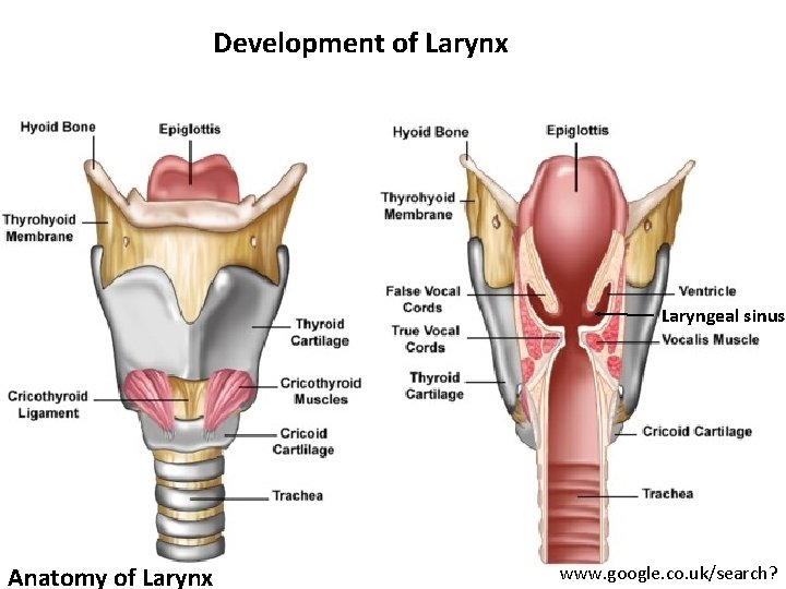 Development of Larynx Laryngeal sinus Anatomy of Larynx www. google. co. uk/search? 