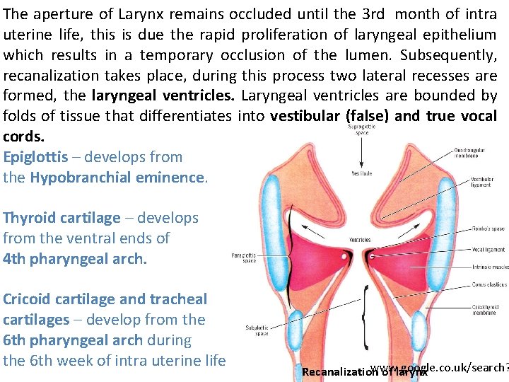 The aperture of Larynx remains occluded until the 3 rd month of intra uterine