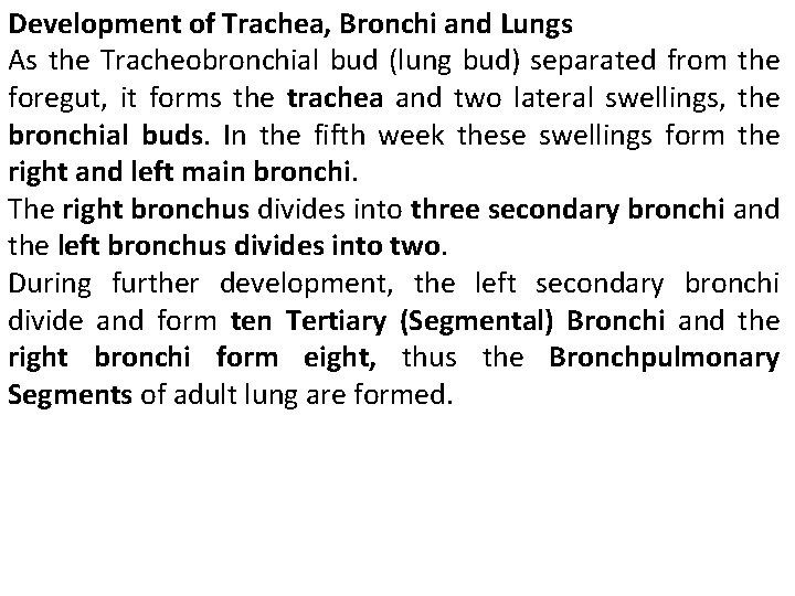 Development of Trachea, Bronchi and Lungs As the Tracheobronchial bud (lung bud) separated from