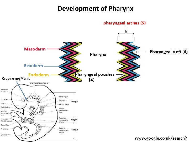 Development of Pharynx pharyngeal arches (5) Mesoderm Pharynx Pharyngeal cleft (4) Ectoderm Endoderm Oropharyng