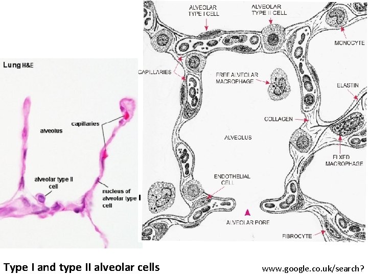 I Type I and type II alveolar cells www. google. co. uk/search? 