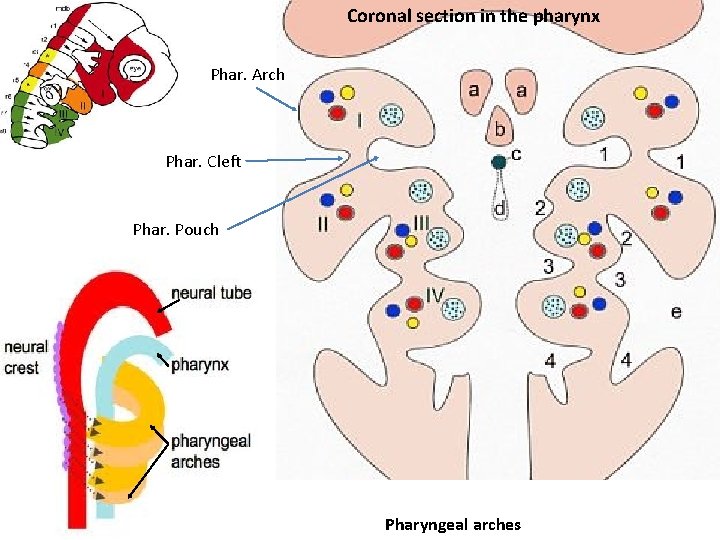 Coronal section in the pharynx Phar. Arch Phar. Cleft Phar. Pouch Pharyngeal arches 