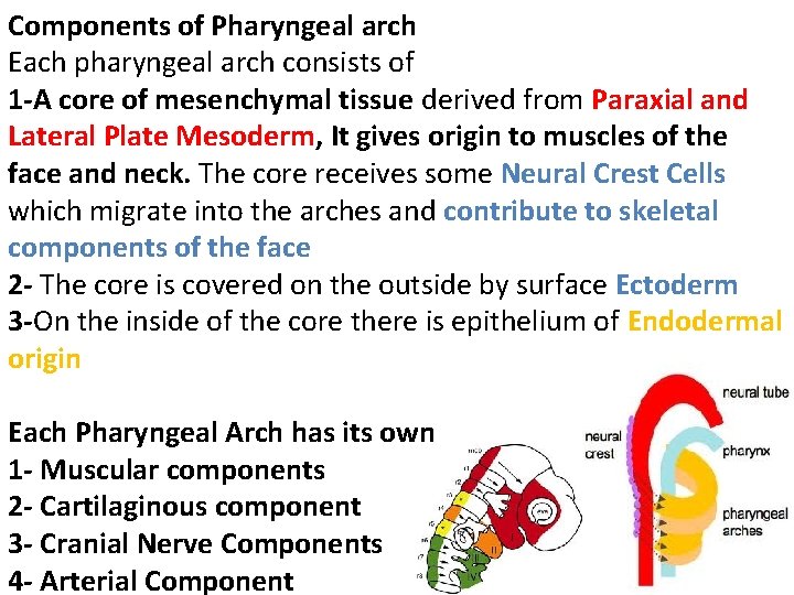 Components of Pharyngeal arch Each pharyngeal arch consists of 1 -A core of mesenchymal