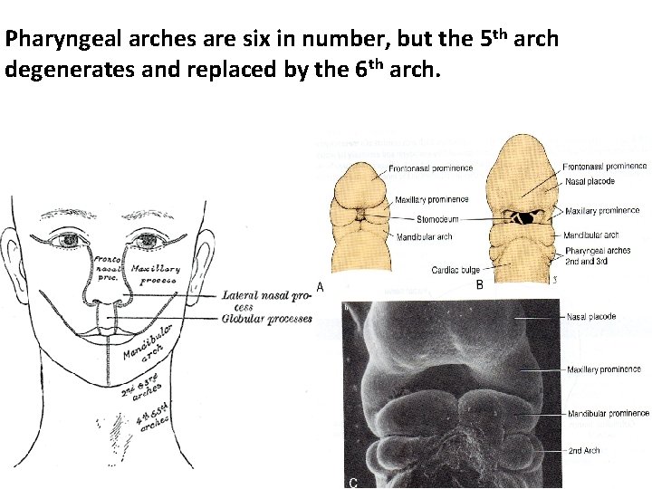 Pharyngeal arches are six in number, but the 5 th arch degenerates and replaced