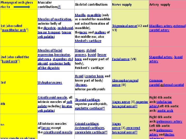 Pharyngeal arch gives rise to Muscular contributions[3] 1 st (also called "mandibular arch") Maxilla,