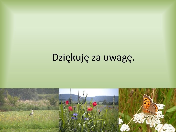 Dziękuję za uwagę. 