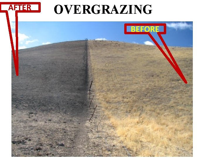 AFTER OVERGRAZING BEFORE 