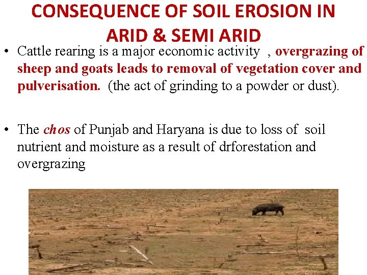 CONSEQUENCE OF SOIL EROSION IN ARID & SEMI ARID • Cattle rearing is a