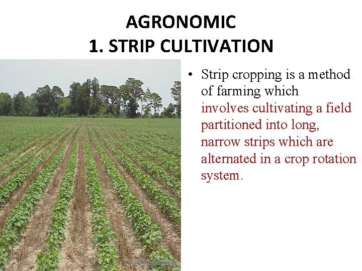 AGRONOMIC 1. STRIP CULTIVATION • Strip cropping is a method of farming which involves