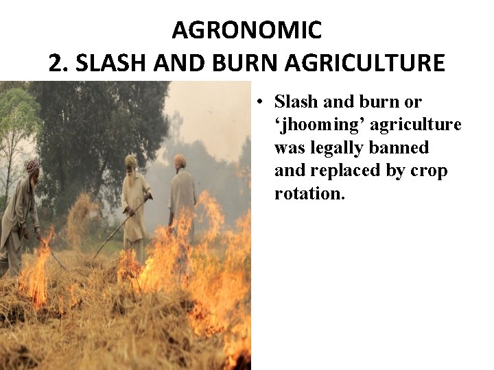 AGRONOMIC 2. SLASH AND BURN AGRICULTURE • Slash and burn or ‘jhooming’ agriculture was