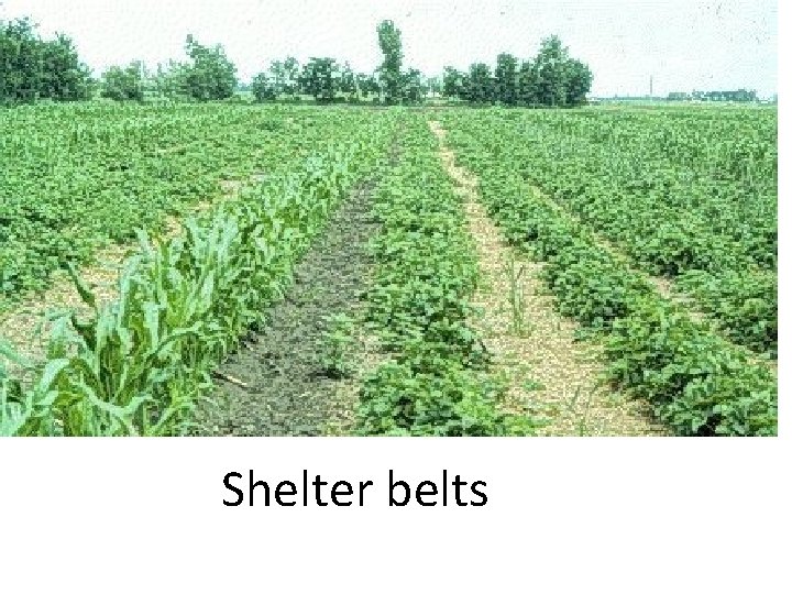 Shelter belts 