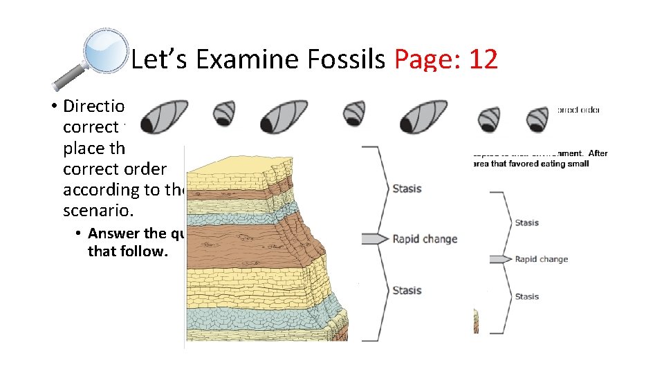 Let’s Examine Fossils Page: 12 • Directions: Cut out the correct fossils, and place