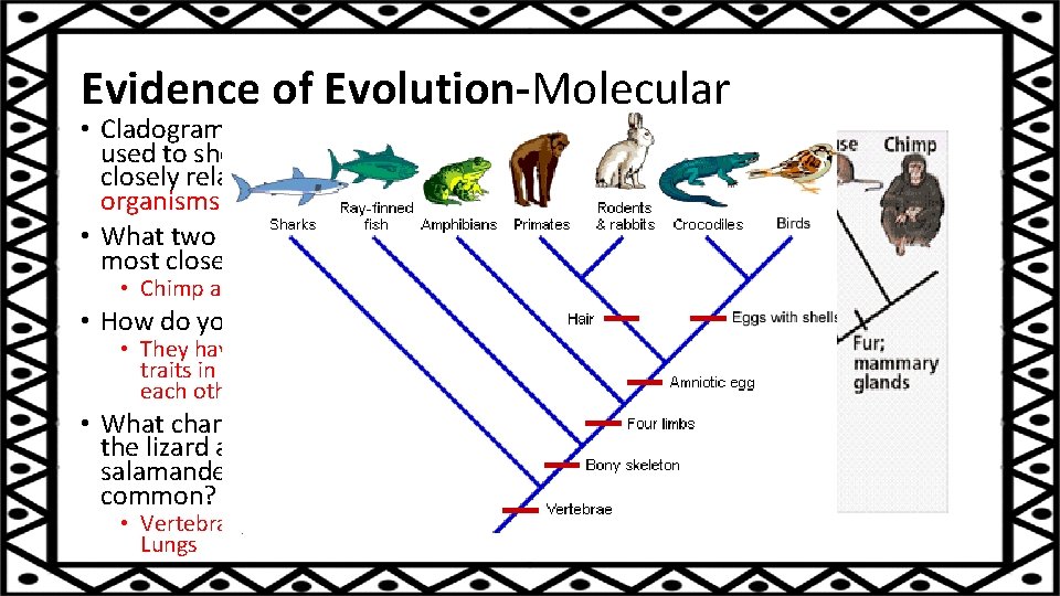 Evidence of Evolution-Molecular • Cladogram: A diagram used to show closely related organisms are.