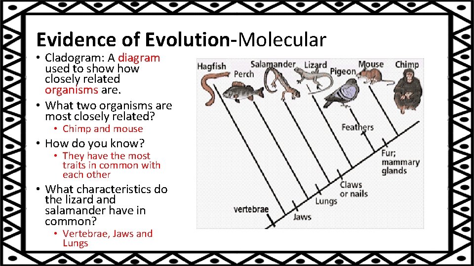 Evidence of Evolution-Molecular • Cladogram: A diagram used to show closely related organisms are.