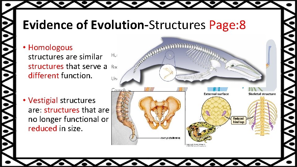 Evidence of Evolution-Structures Page: 8 • Homologous structures are similar structures that serve a