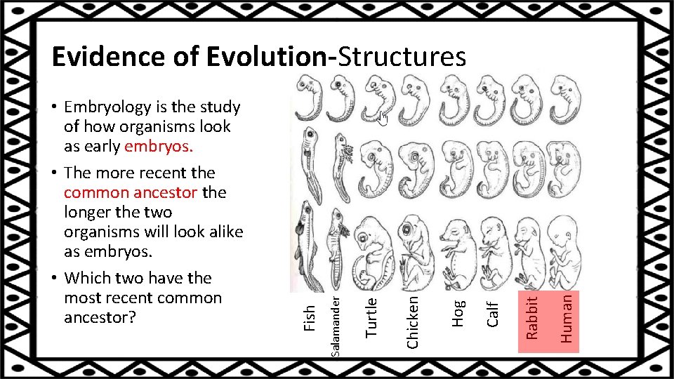 Human Rabbit Calf Hog Chicken Turtle Salamander • Embryology is the study of how