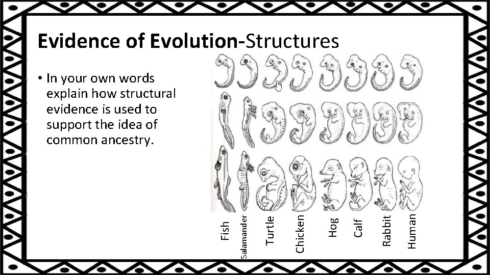 Evidence of Evolution-Structures Human Rabbit Calf Hog Chicken Turtle Salamander Fish • In your