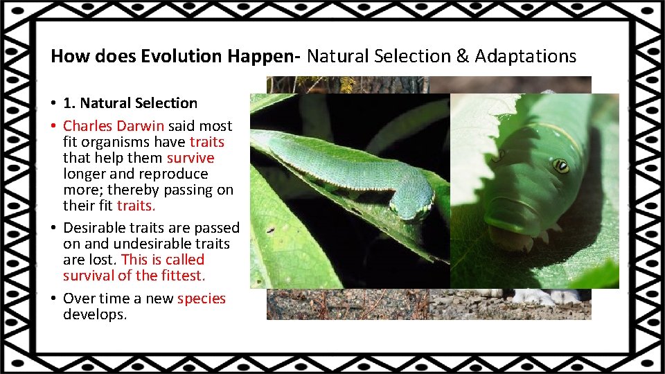 How does Evolution Happen- Natural Selection & Adaptations • 1. Natural Selection • Charles