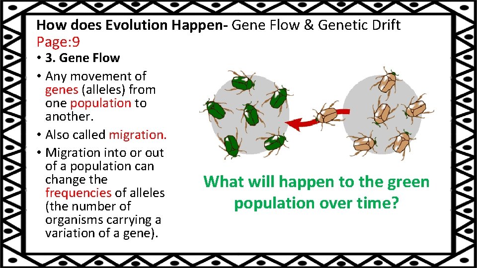 How does Evolution Happen- Gene Flow & Genetic Drift Page: 9 • 3. Gene