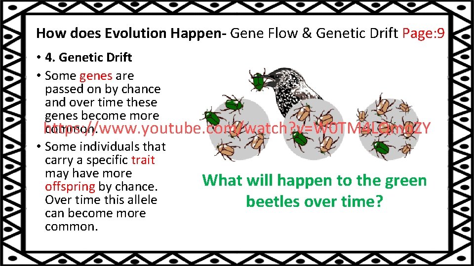 How does Evolution Happen- Gene Flow & Genetic Drift Page: 9 • 4. Genetic