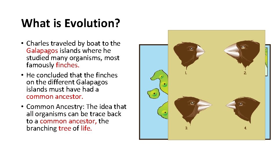 What is Evolution? • Charles traveled by boat to the Galapagos islands where he