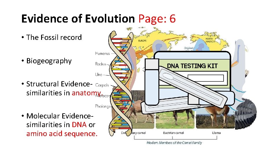 Evidence of Evolution Page: 6 • The Fossil record • Biogeography • Structural Evidencesimilarities