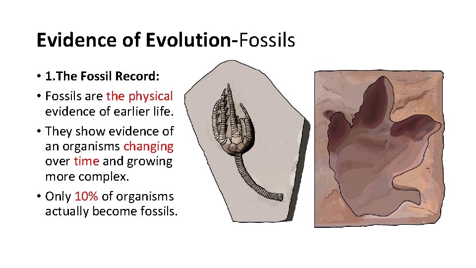 Evidence of Evolution-Fossils • 1. The Fossil Record: • Fossils are the physical evidence