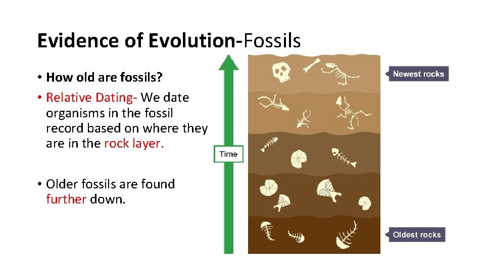 Evidence of Evolution-Fossils • How old are fossils? • Relative Dating- We date organisms