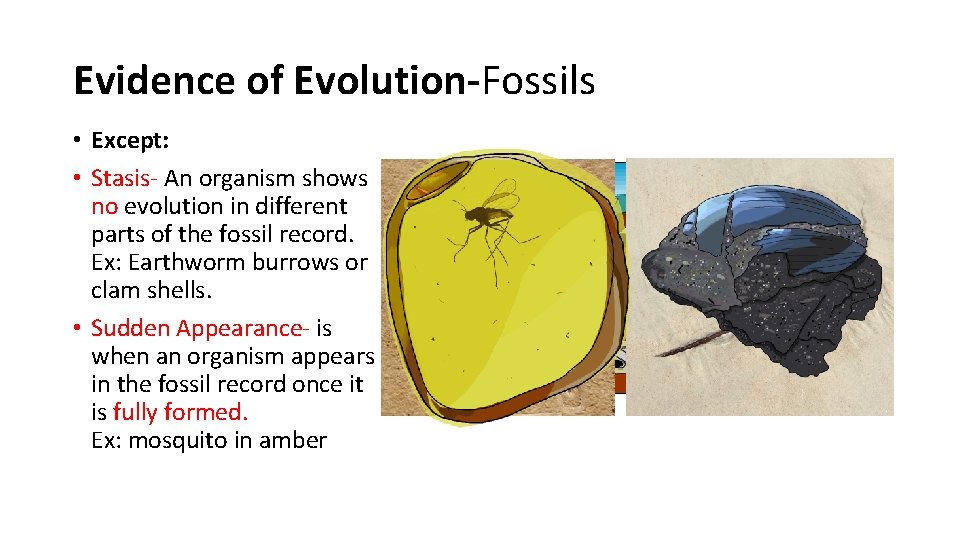 Evidence of Evolution-Fossils • Except: • Stasis- An organism shows no evolution in different