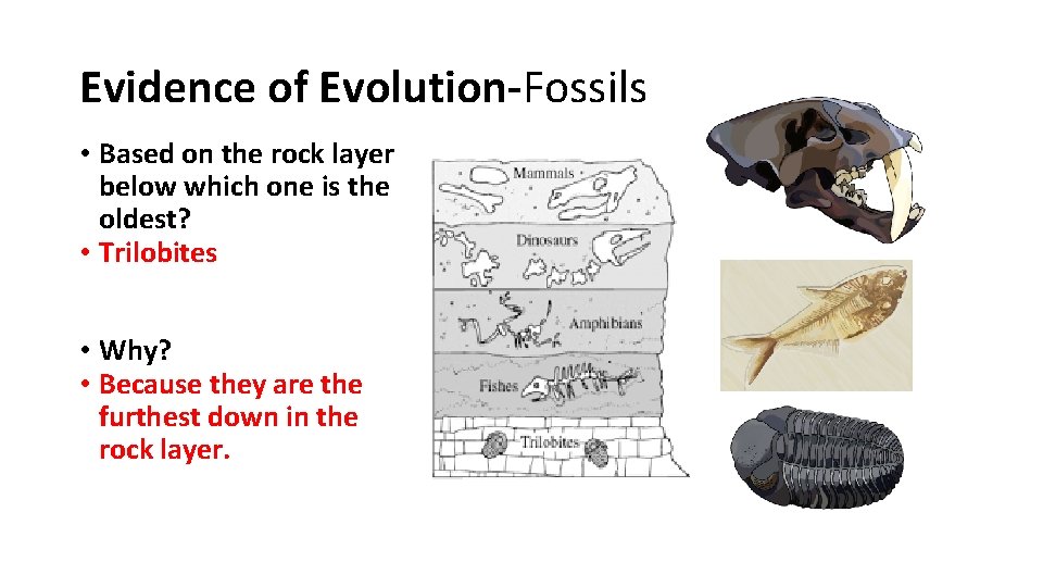 Evidence of Evolution-Fossils • Based on the rock layer below which one is the