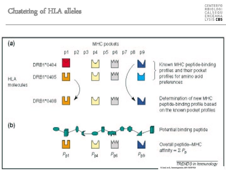 Clustering of HLA alleles O Lund et al. , Immunogenetics. 2004 55: 797 -810