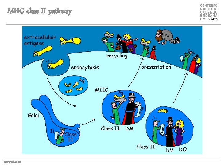 MHC class II pathway Figure by Eric A. J. Reits 