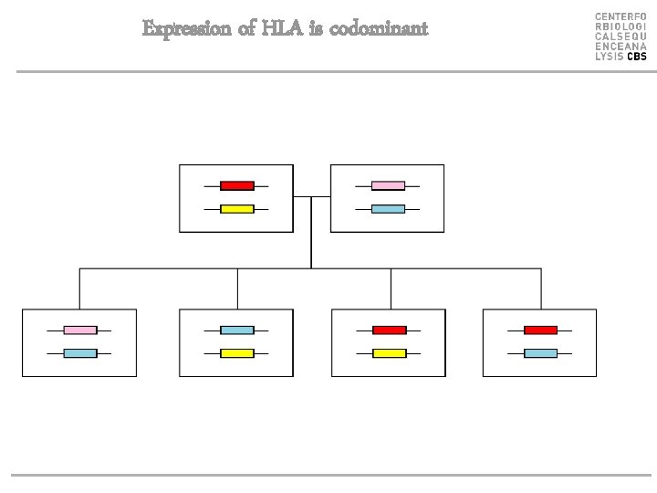 Expression of HLA is codominant 