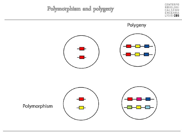 Polymorphism and polygeny 