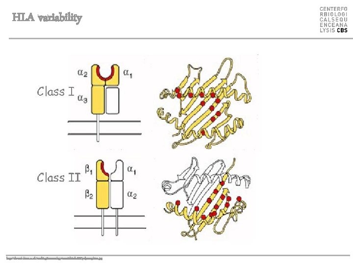 HLA variability http: //rheumb. bham. ac. uk/teaching/immunology/tutorials/mhc%20 polymorphism. jpg 
